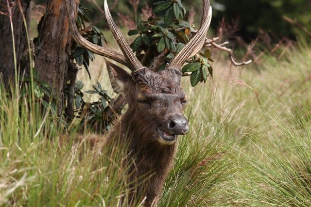 Horton Plains