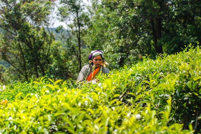 Tea Plantation in Nuwara Eliya