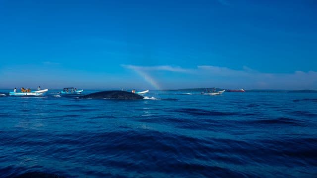 Whale Watching in Trincomalee