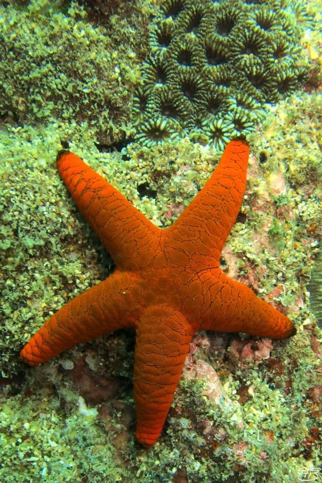 Snorkeling in Trincomalee