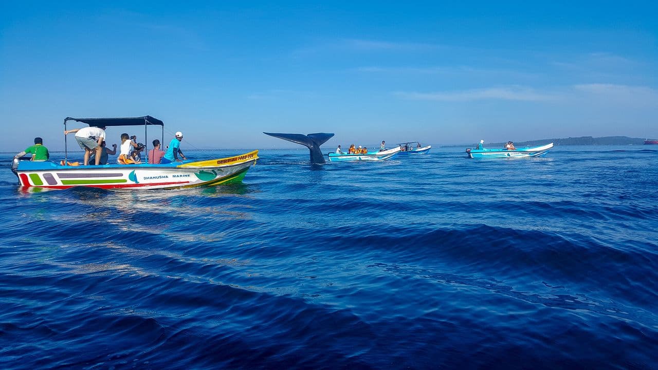 Whale and Dolphin watching in Trincomalee