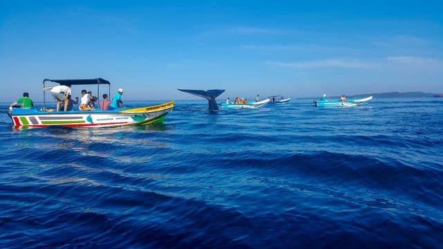 Whale and Dolphin watching in Trincomalee