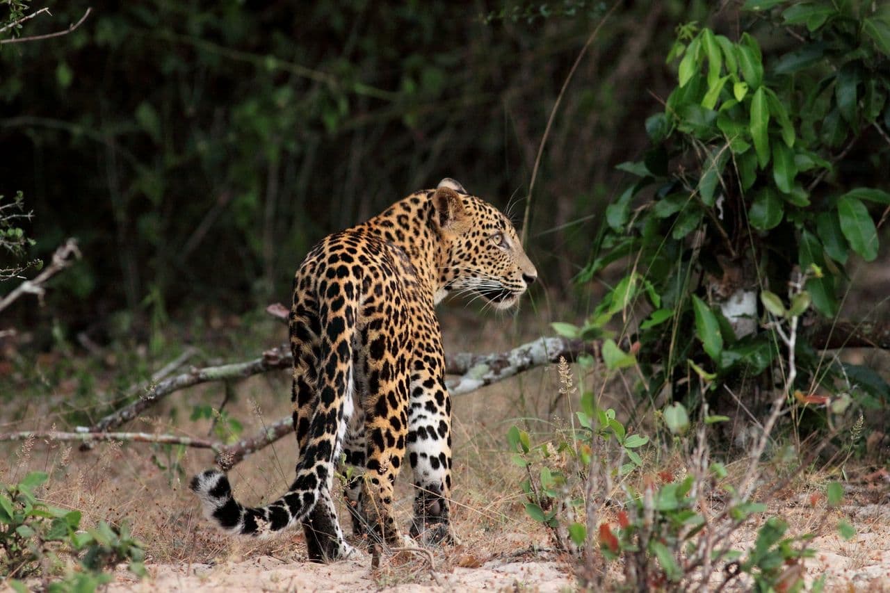 Wilpattu National Park