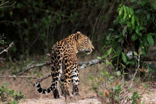 Wilpattu National Park