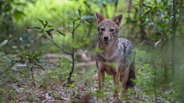Jackal at Wilpattu National Park