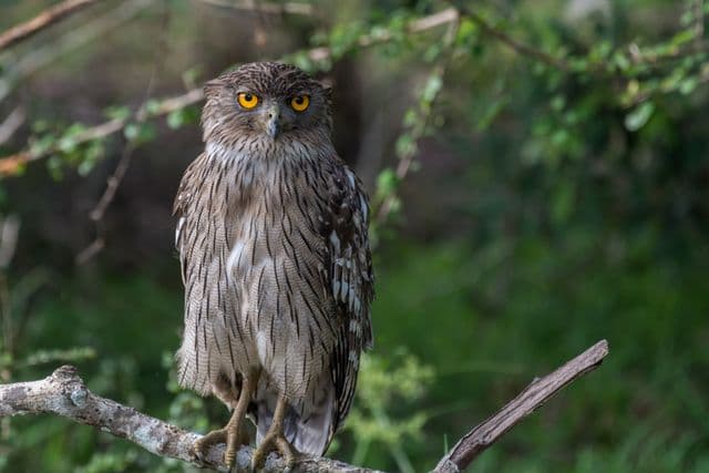 Brown Fish Owl at Wilpattu National Park
