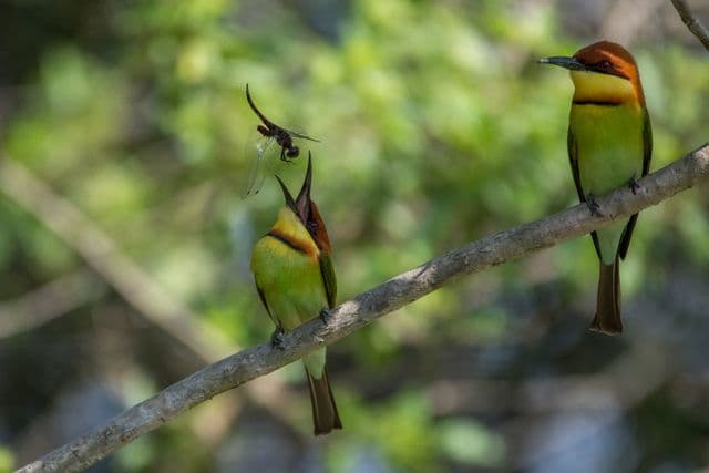 Birds of Wilpattu National Park