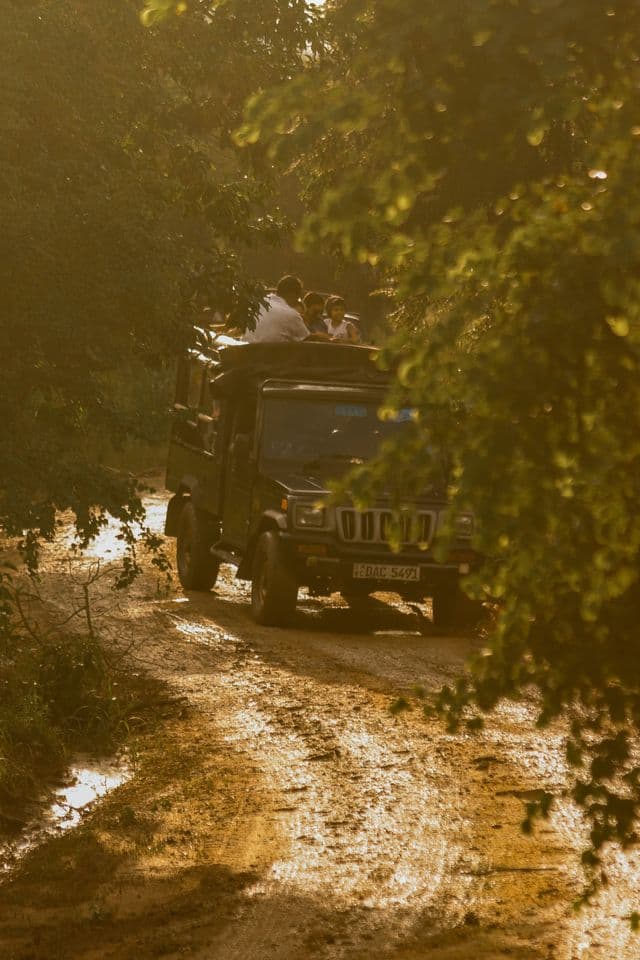 Jeep Safari at Wilpattu National Park
