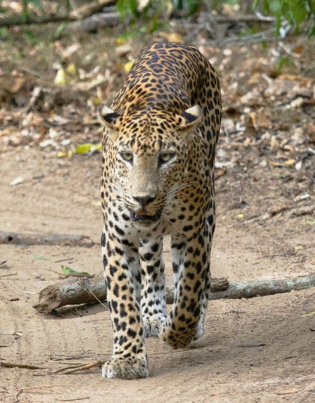 Leopard at Wilpattu national Park
