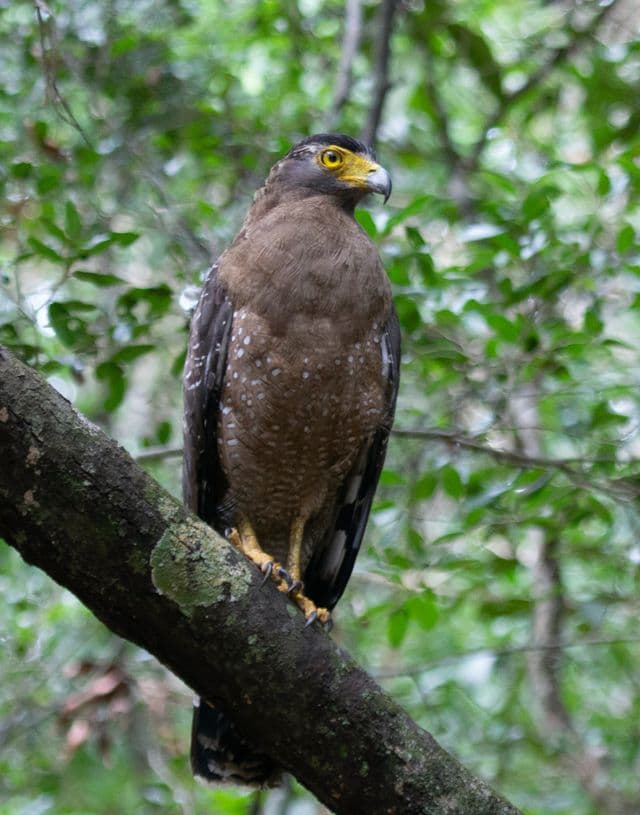 Crested Serpent Eagle At Wilpattu National Park