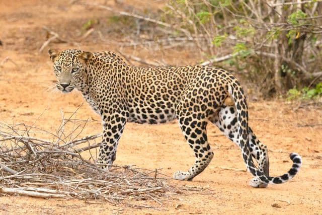 Leopards in Yala