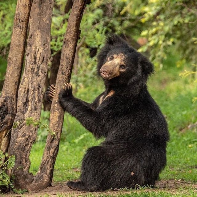Sloth Bears in Yala