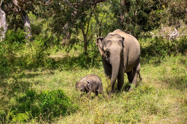 Elephants in Yala