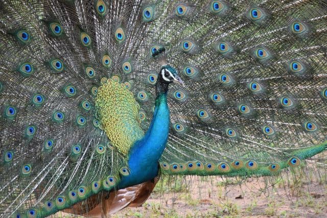 Peacocks in Yala