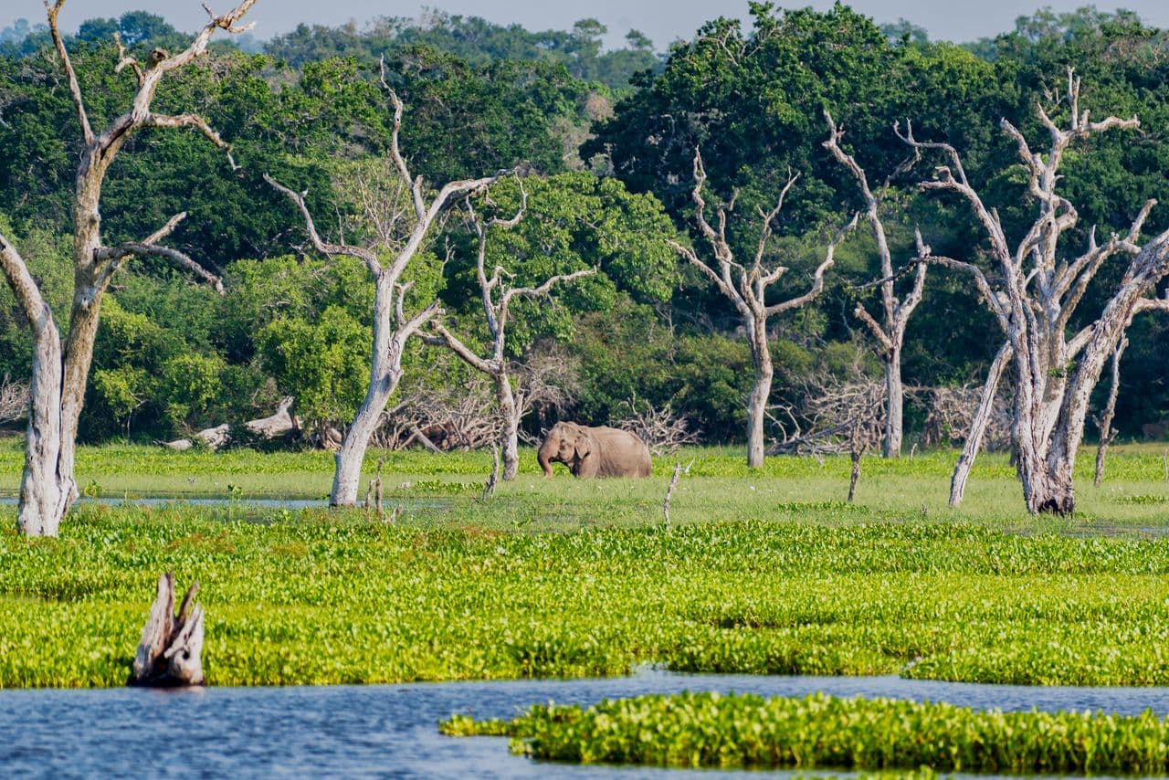Yala National Park