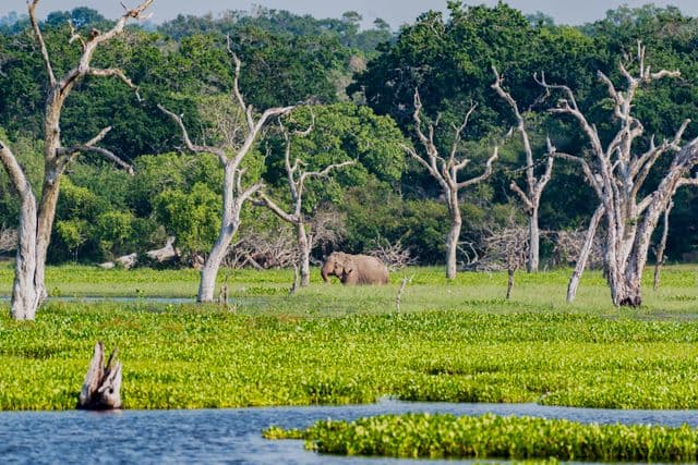 Yala National Park