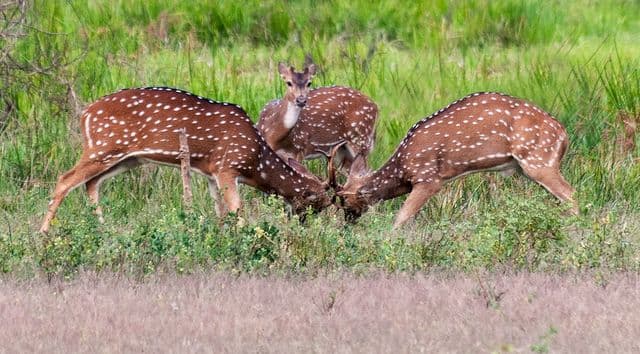 Deer in Yala